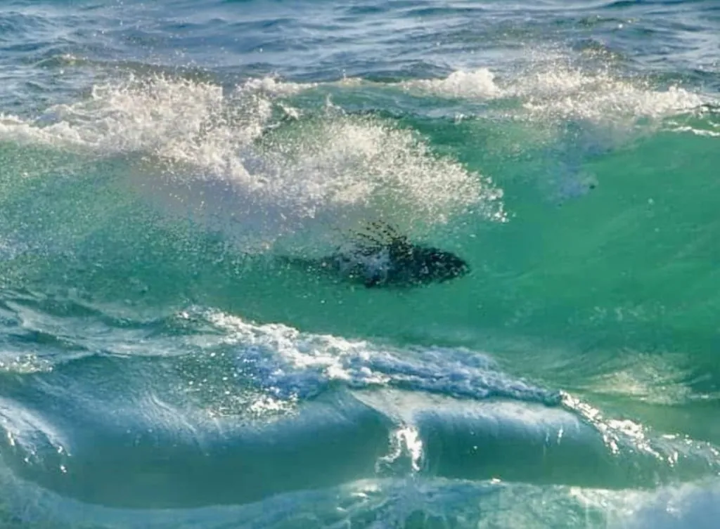 Winter Surf Fishing In Cabo & La Ribera