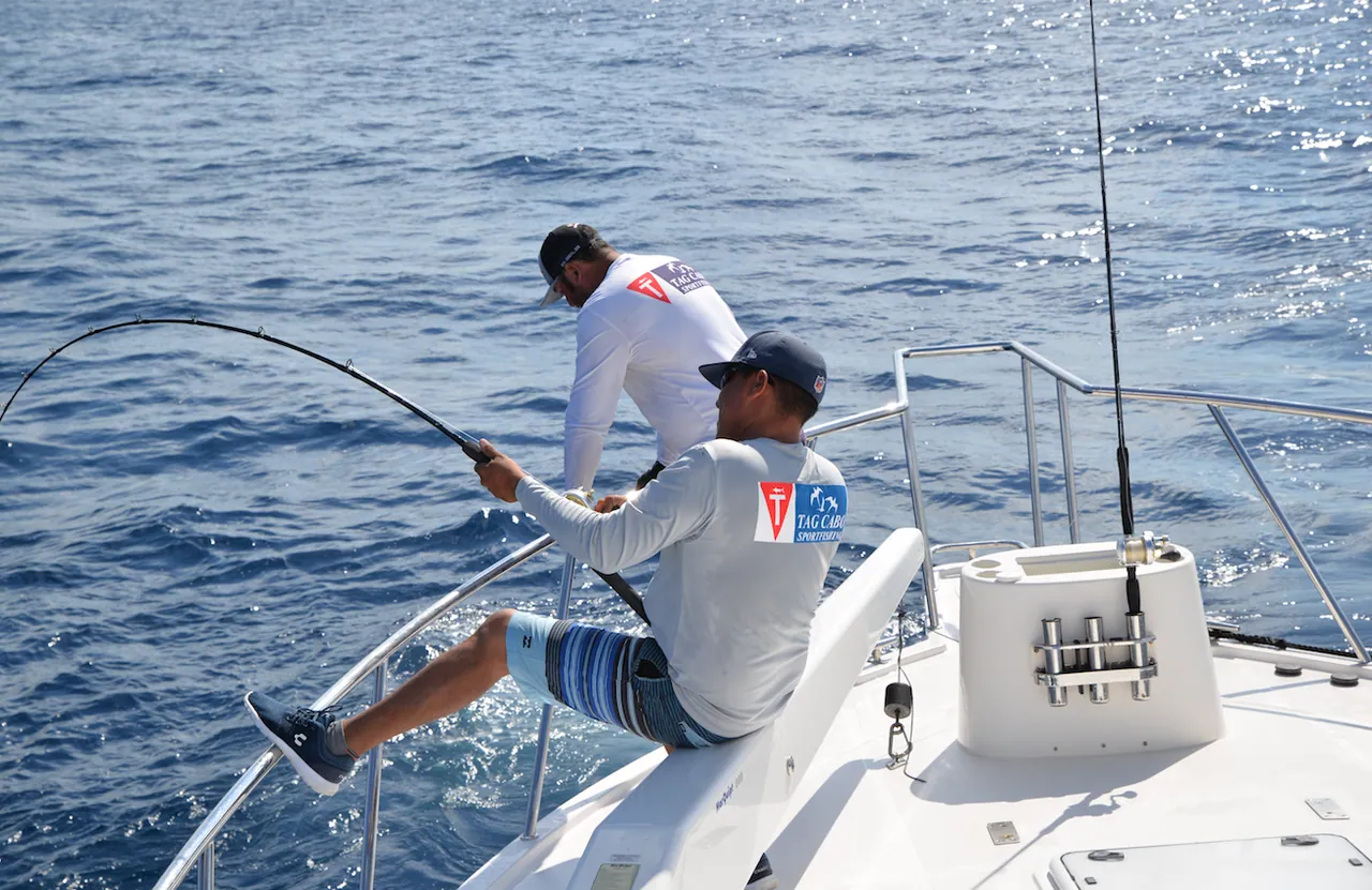 fight for the marlin fish