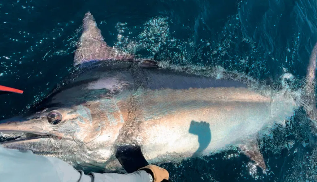 Cabo San Lucas Fishing Seasons & Species Guide