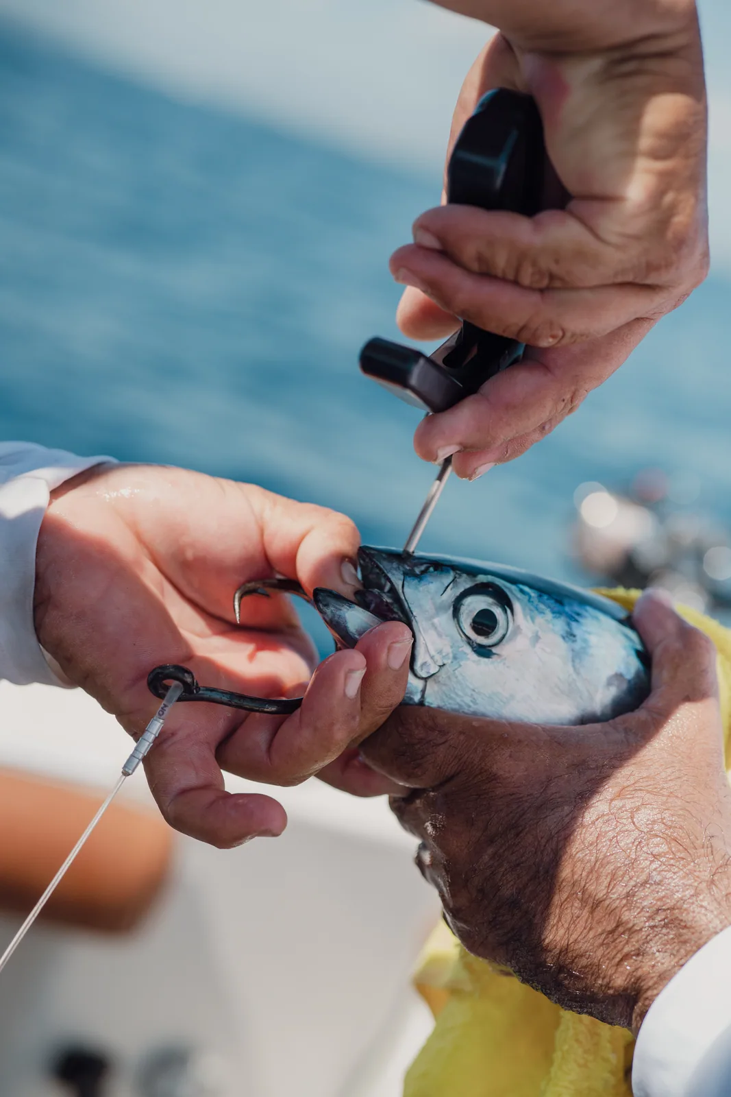 Cabo San Lucas sportfishing with Tag Cabo Sportfishing