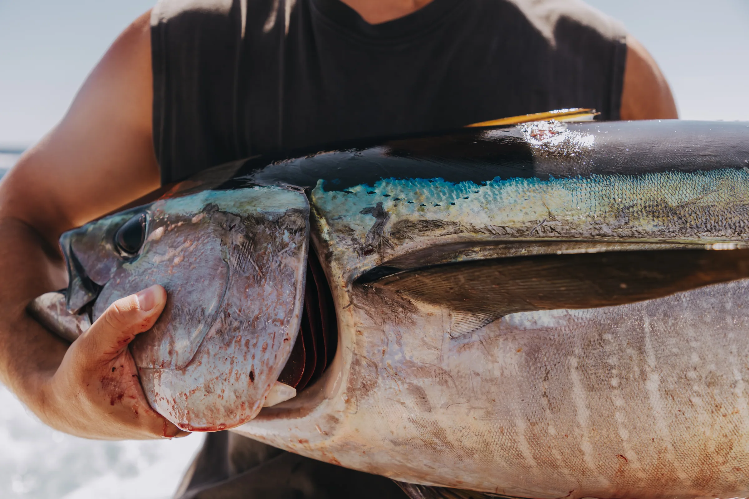 Cabo San Lucas sportfishing with Tag Cabo Sportfishing