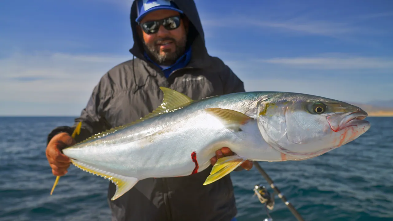 Hooked on La Paz: Finding Your Perfect Fishing Season