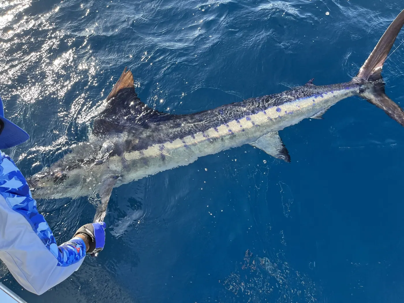 Catch photo shared by Shawn Ridgley on their Tag Cabo Sportfishing review