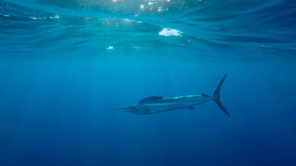 Your Ultimate Guide to Fishing in Cabo San Lucas