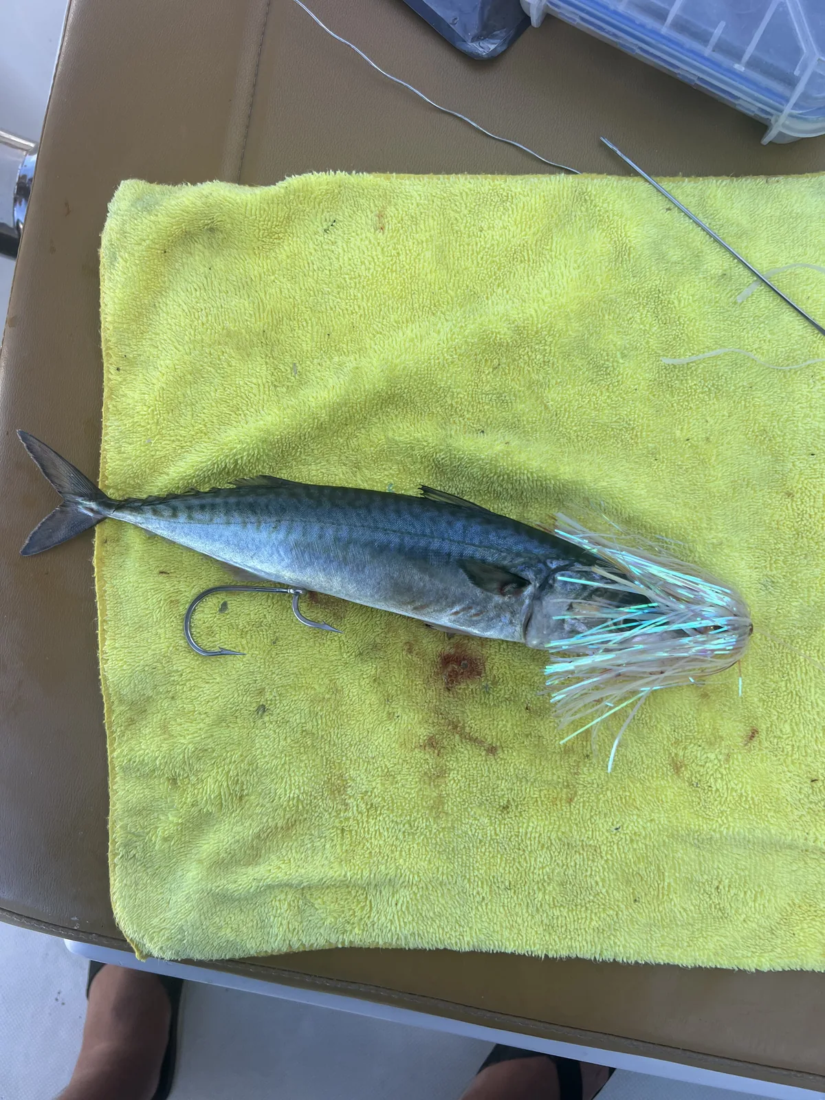 Cabo San Lucas sportfishing with Tag Cabo Sportfishing
