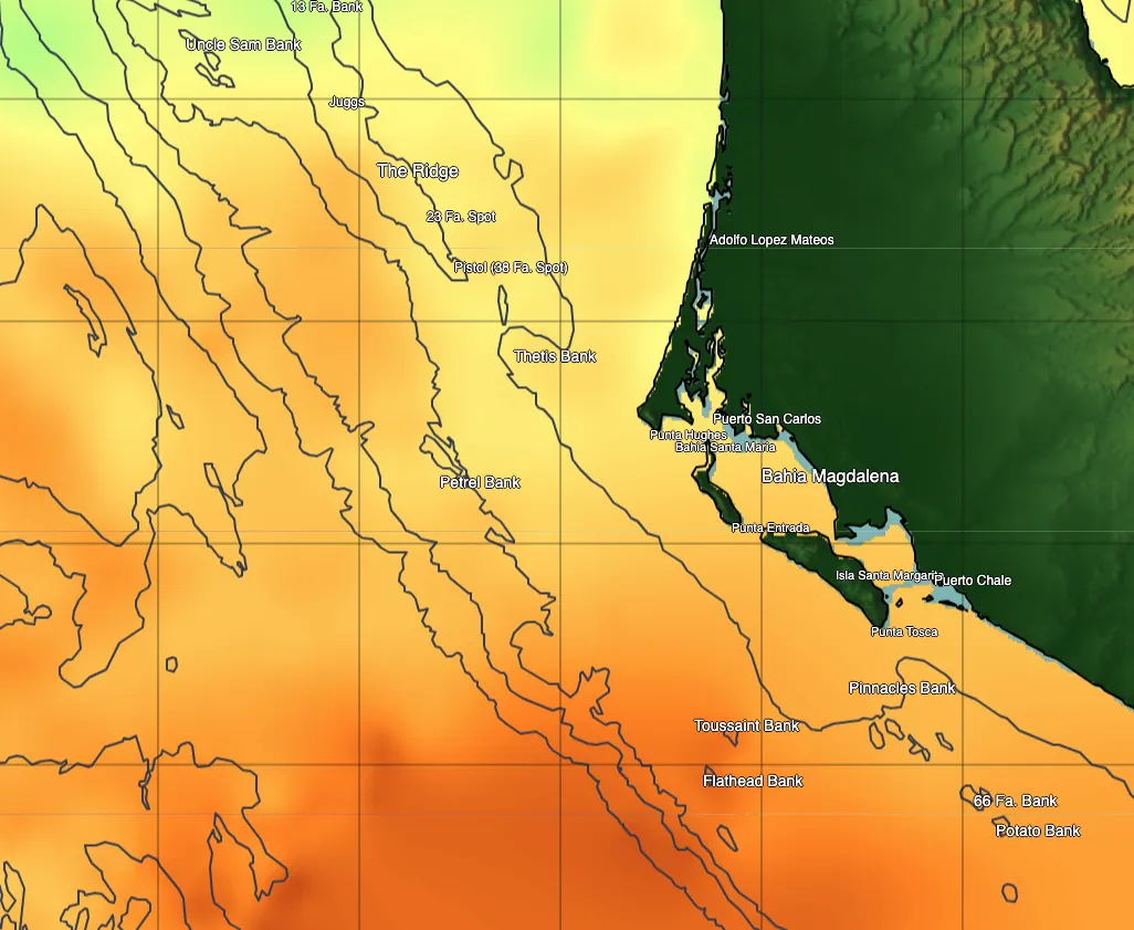 The Ultimate Pelagic Paradise: Magdalena Bay