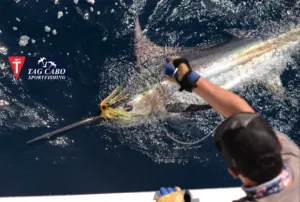 Sportfishing in Cabo