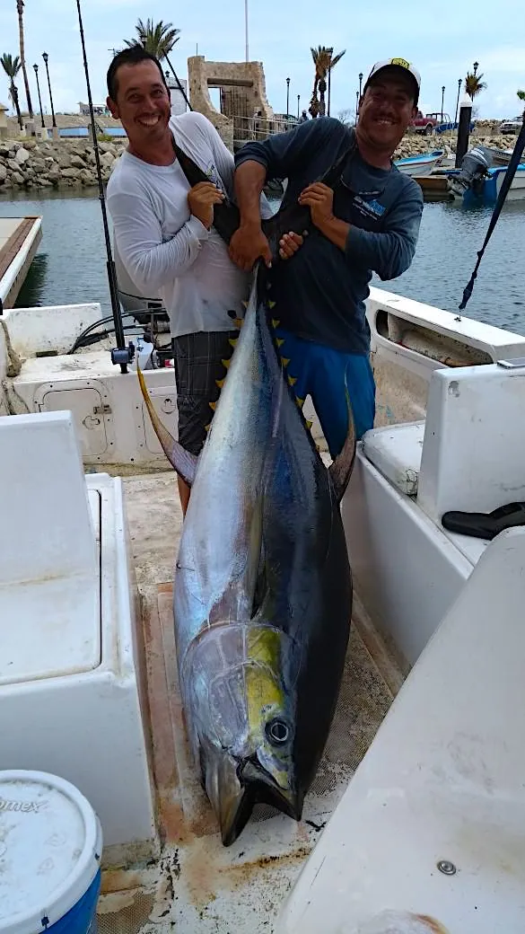 Cabo fishing reports/ Cabo fishing report August 19th 2017