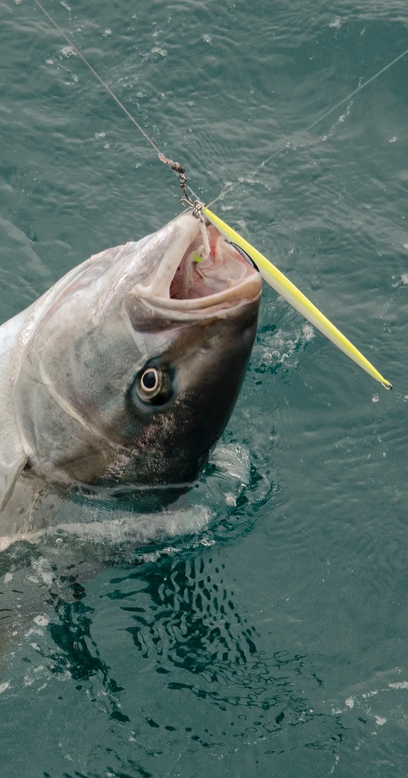 Cabo San Lucas sportfishing with Tag Cabo Sportfishing