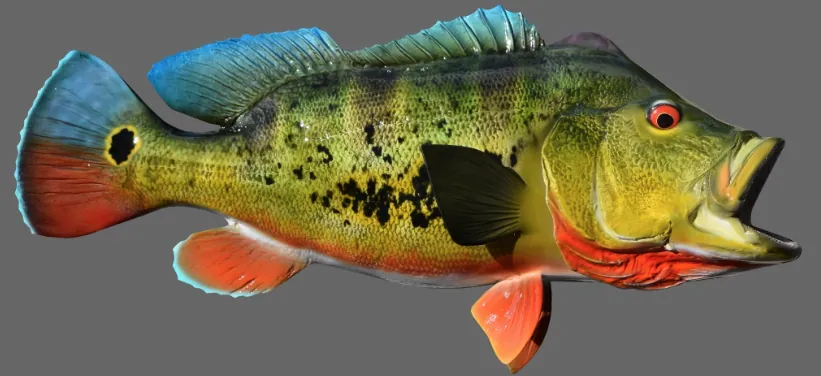 peacock bass