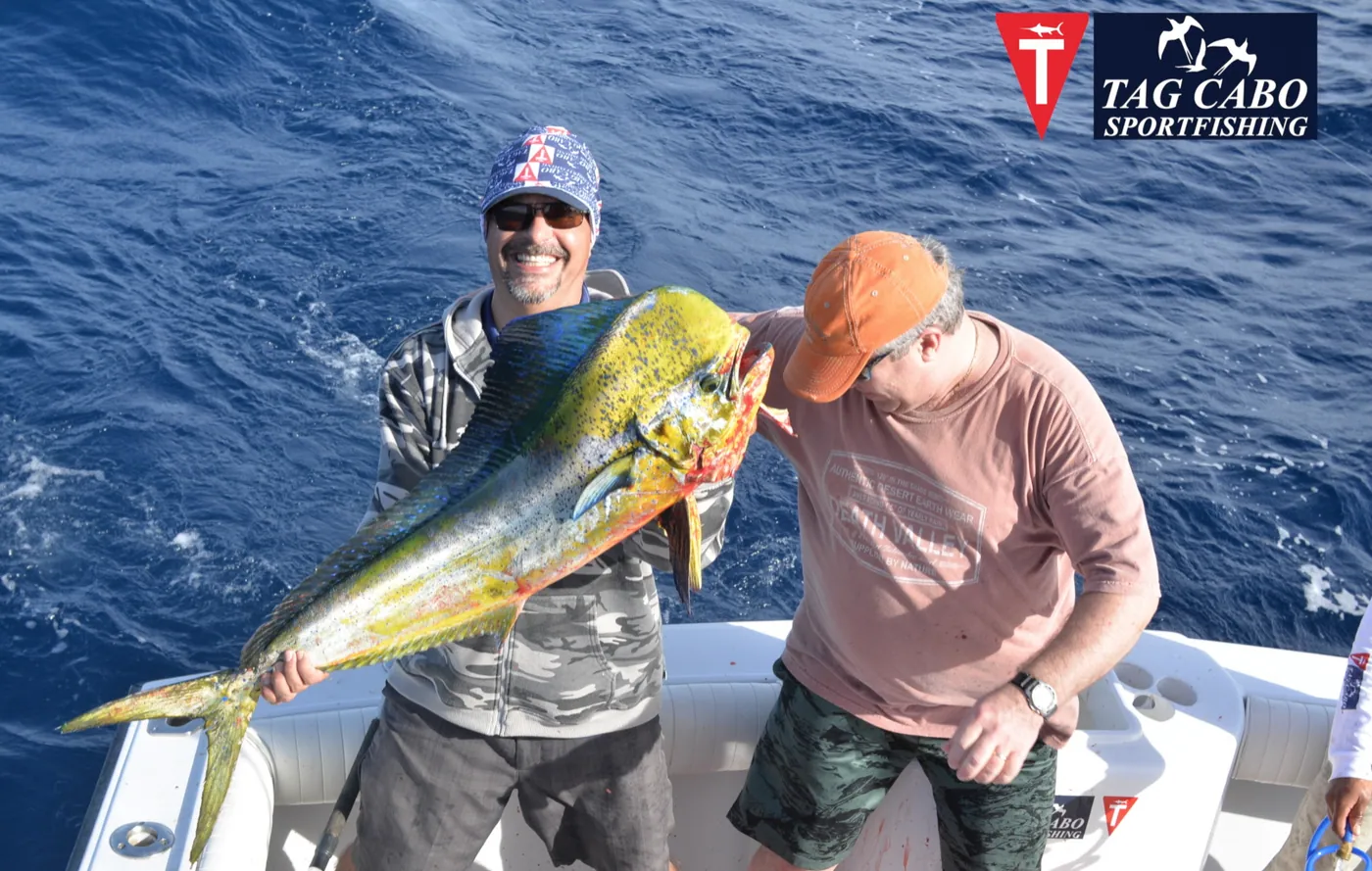 Cabo San Lucas fishing report January 2018