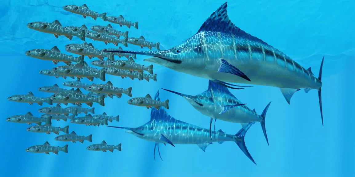 Blue Marlin