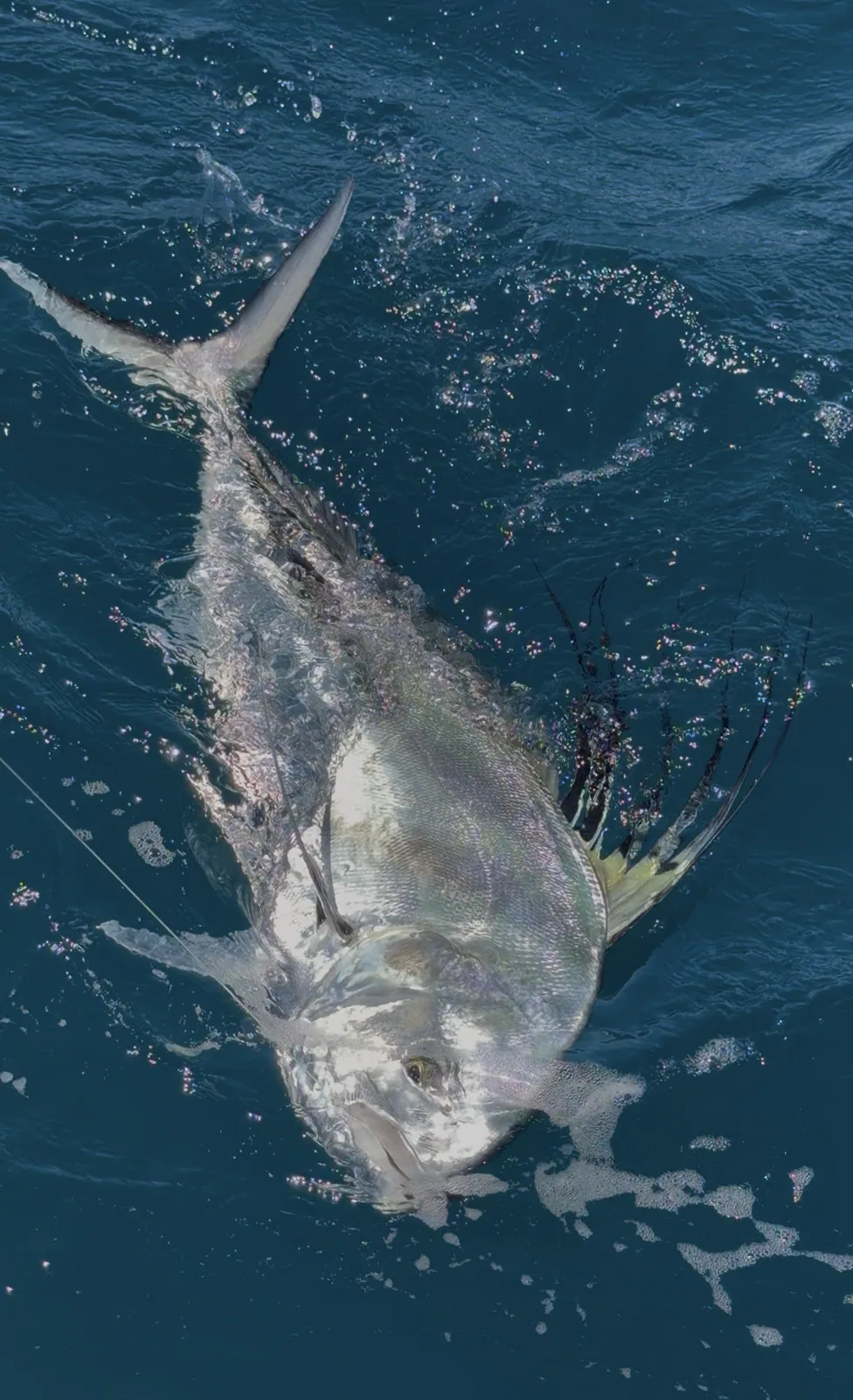 Cabo San Lucas sportfishing with Tag Cabo Sportfishing