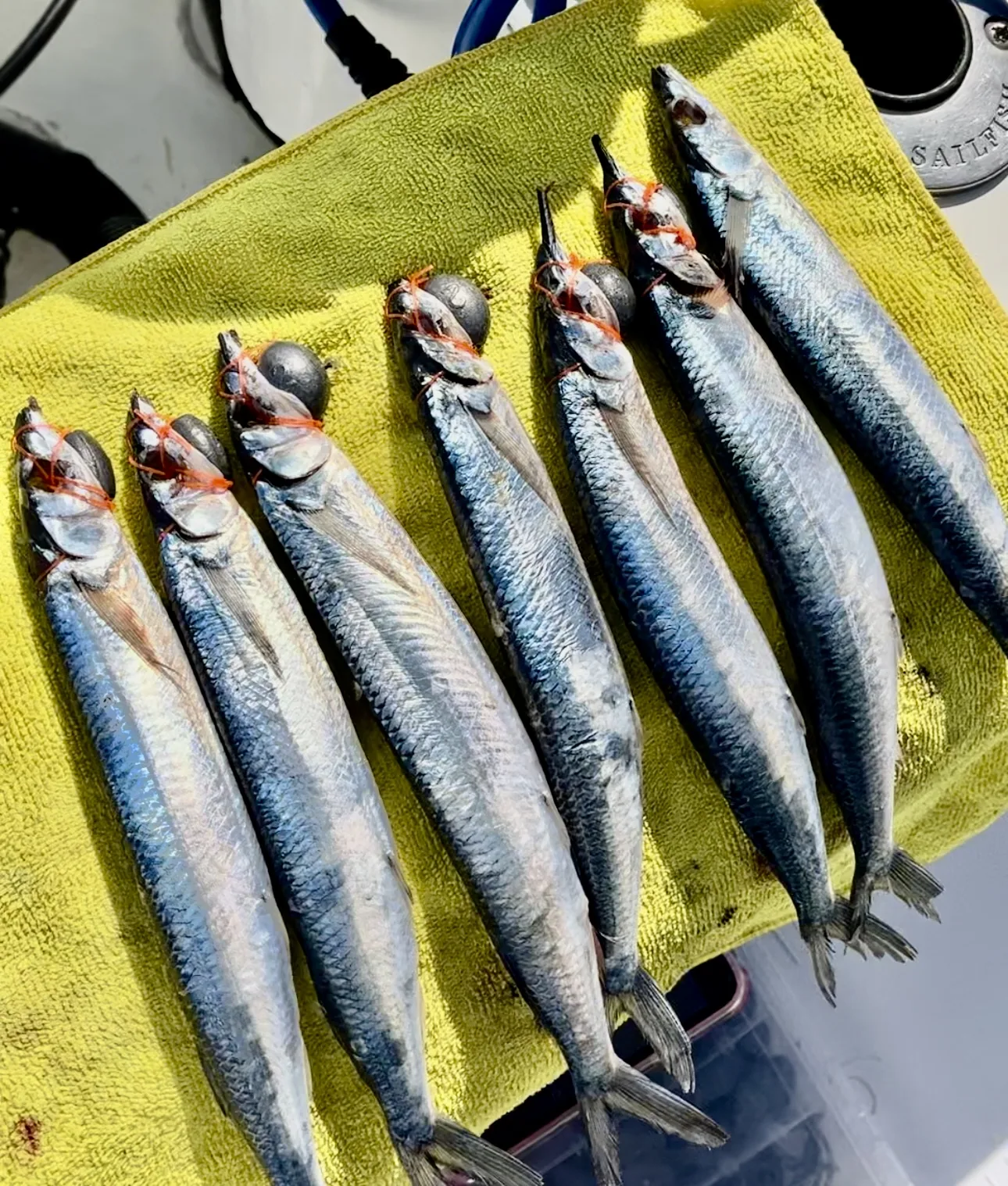 Cabo San Lucas sportfishing with Tag Cabo Sportfishing