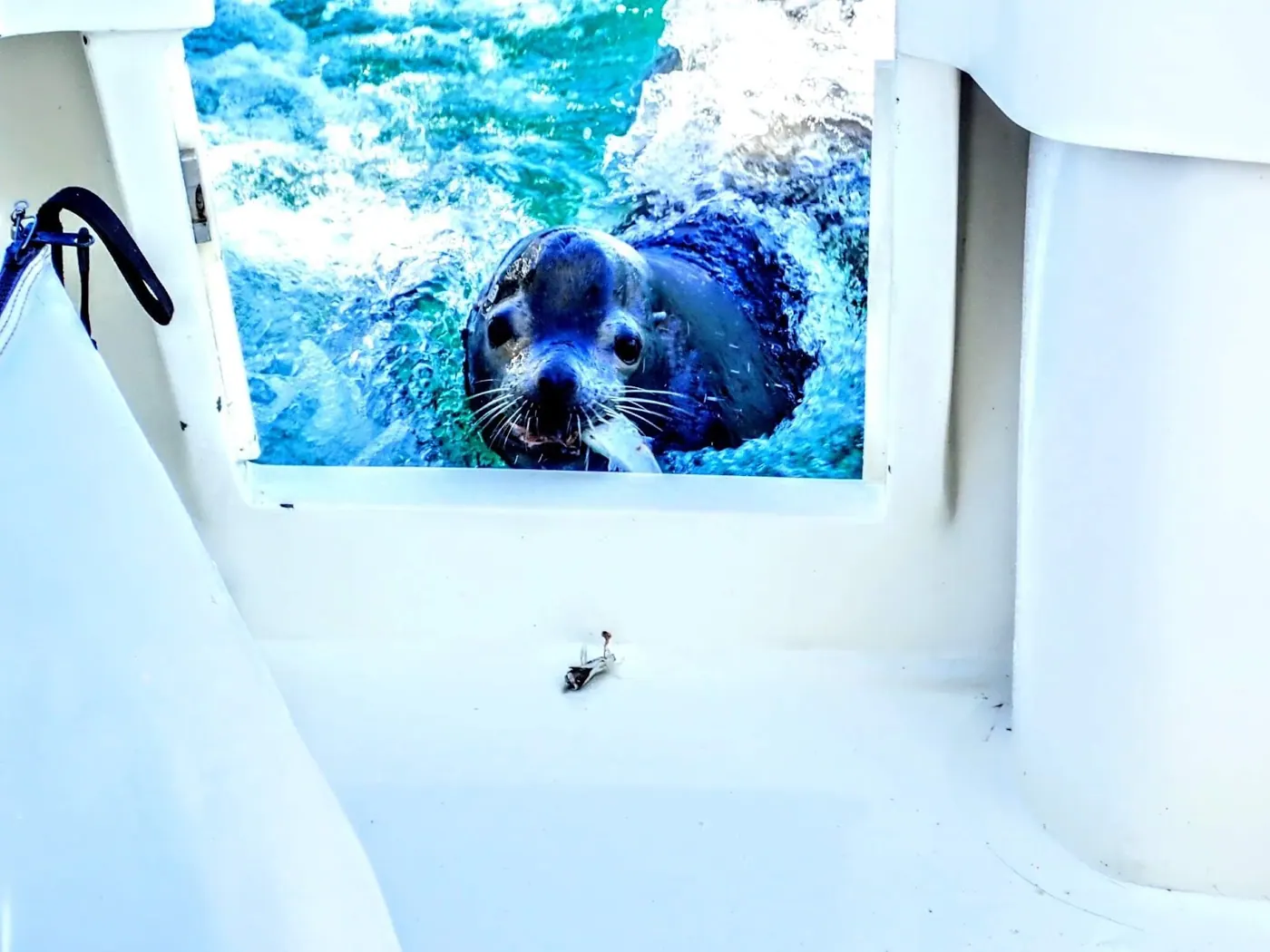 Catch photo shared by melissa Stoffel on their Tag Cabo Sportfishing review