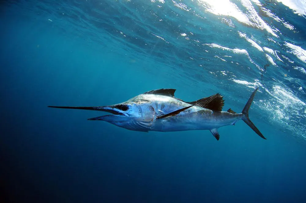 Sailfish