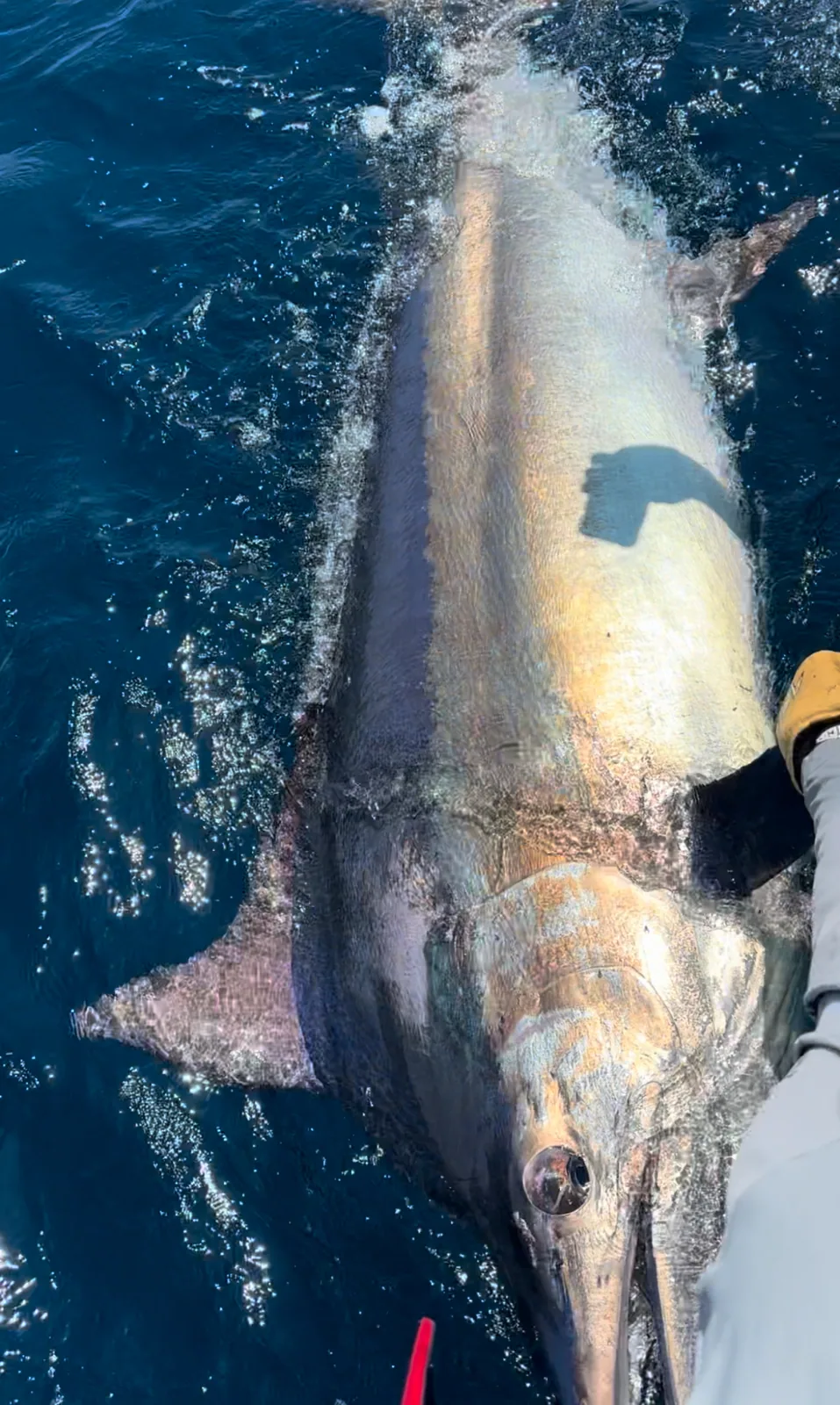 Cabo San Lucas sportfishing with Tag Cabo Sportfishing