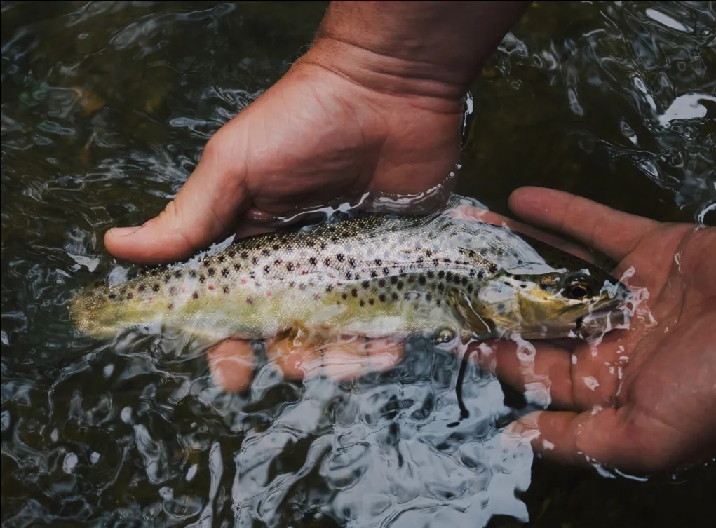 rise of fishing techniques