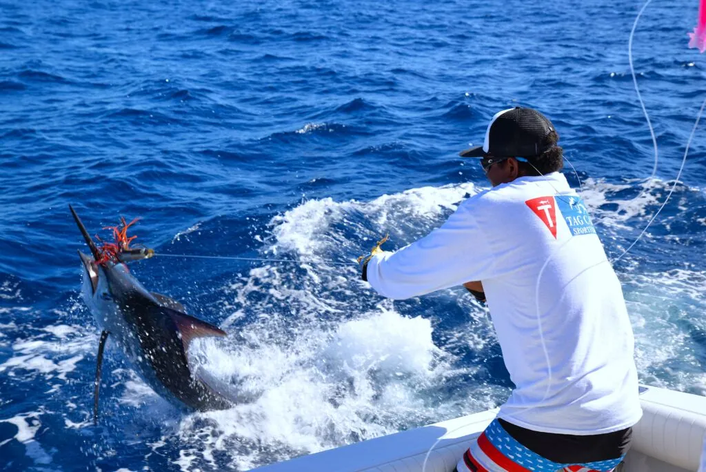 Cabo Fishing Season Guide