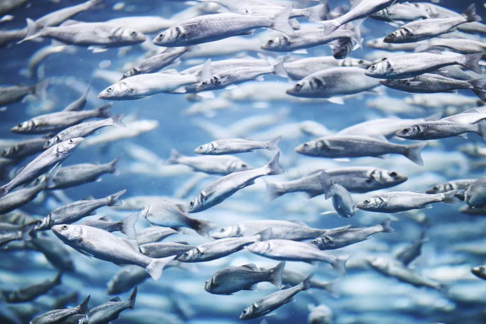 X Ways to Make Fishing More Sustainable