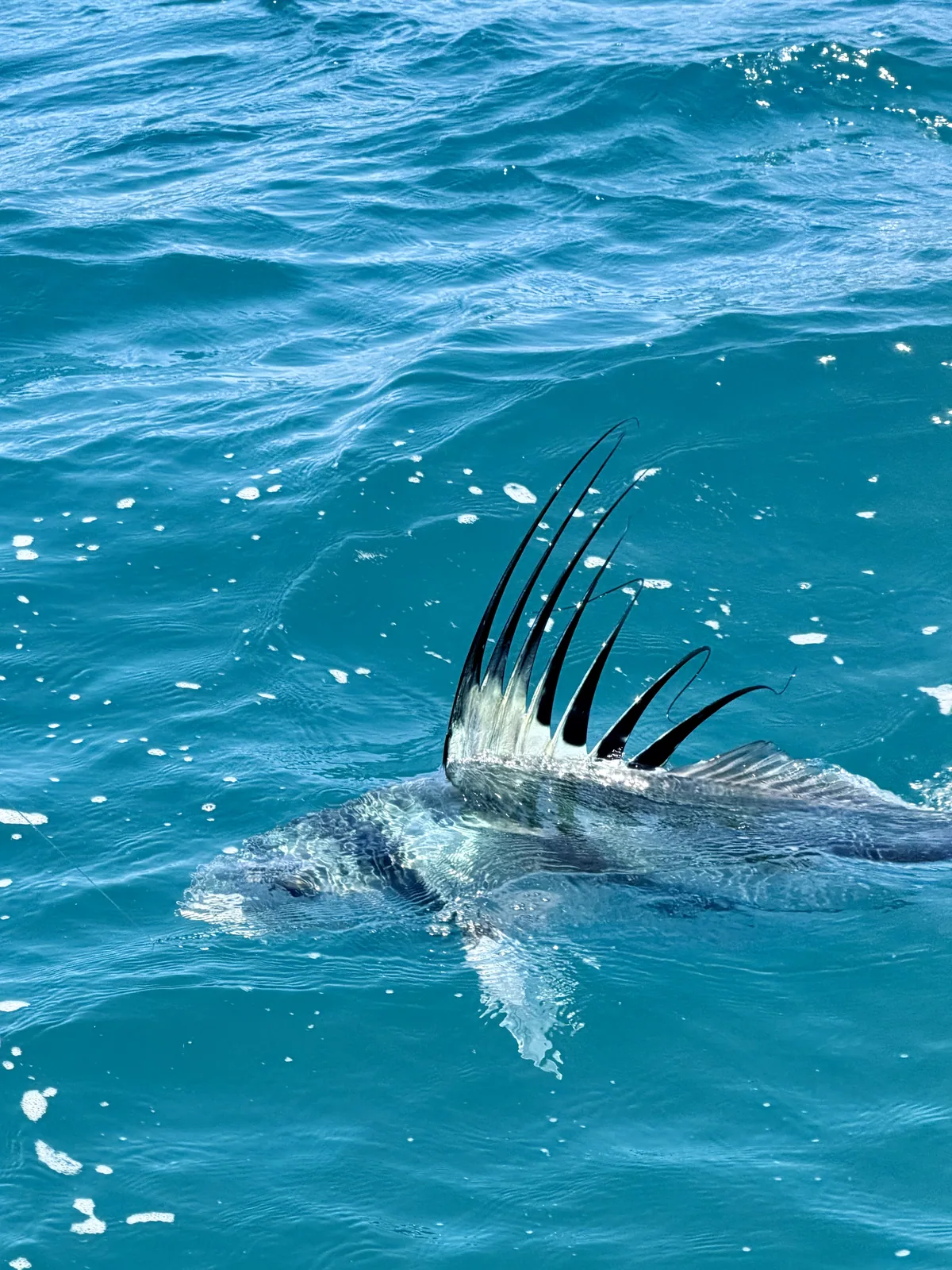 Cabo San Lucas sportfishing with Tag Cabo Sportfishing