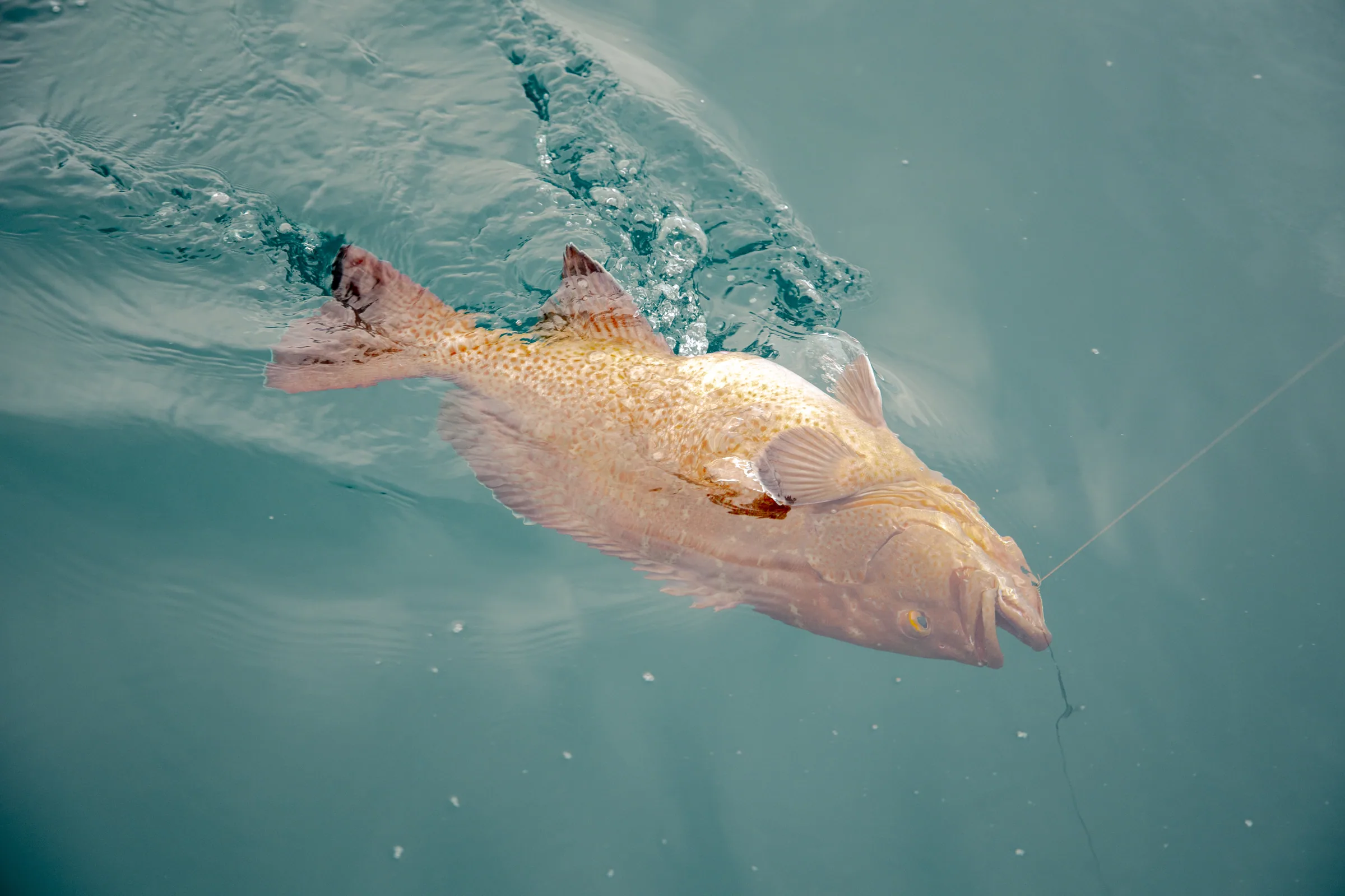 Cabo San Lucas sportfishing with Tag Cabo Sportfishing