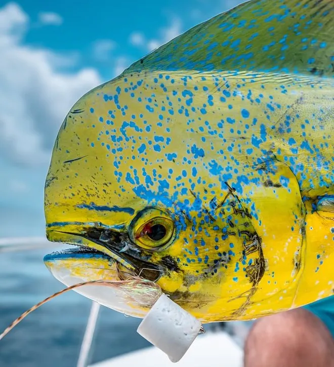 What Can I Catch Inshore in Cabo San Lucas?