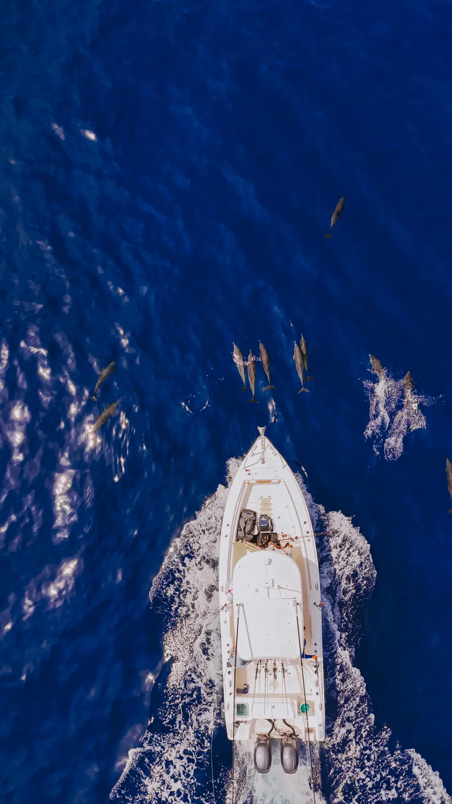 Aerial view of a Tag Cabo boat trolling blue water
