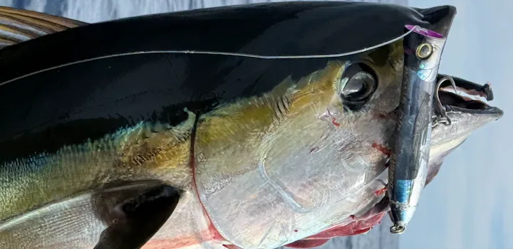 Los Cabos Fishing Report – Last Two Weeks of November