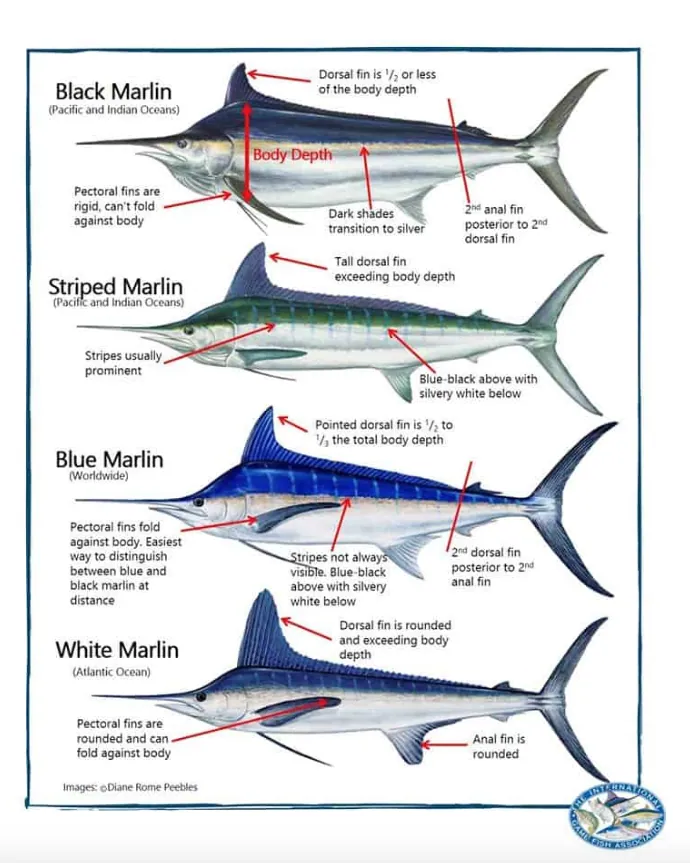 Fishing for Black and Blue Marlin