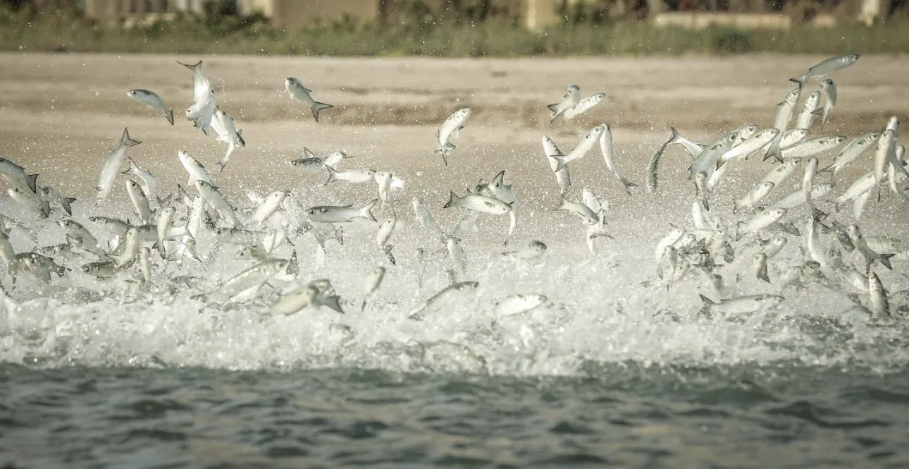 Roosterfish at Sunset: The Summer Mullet Dance in Cabo San Lucas
